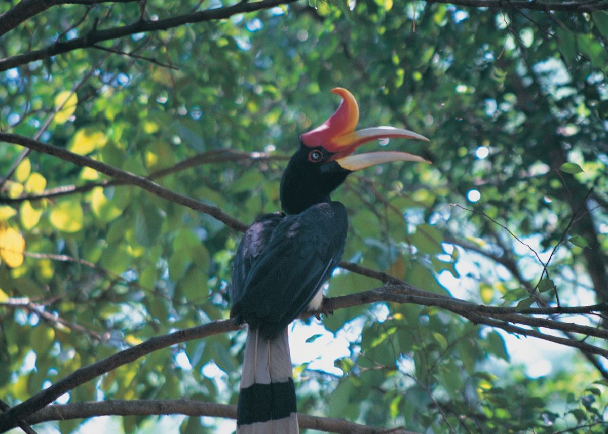 Rhinocerous hornbill, Kinabatangan River, Malaysian Borneo Rhinocerous hornbill, Kinabatangan River, Malaysian Borneo