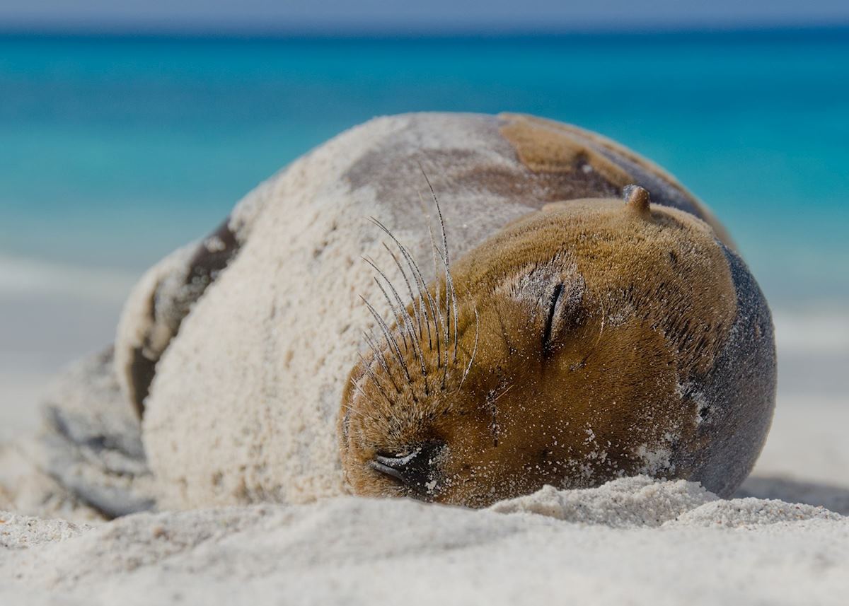 Sleepy sea lion, Galapagos Islands Sleepy sea lion, Galapagos Islands