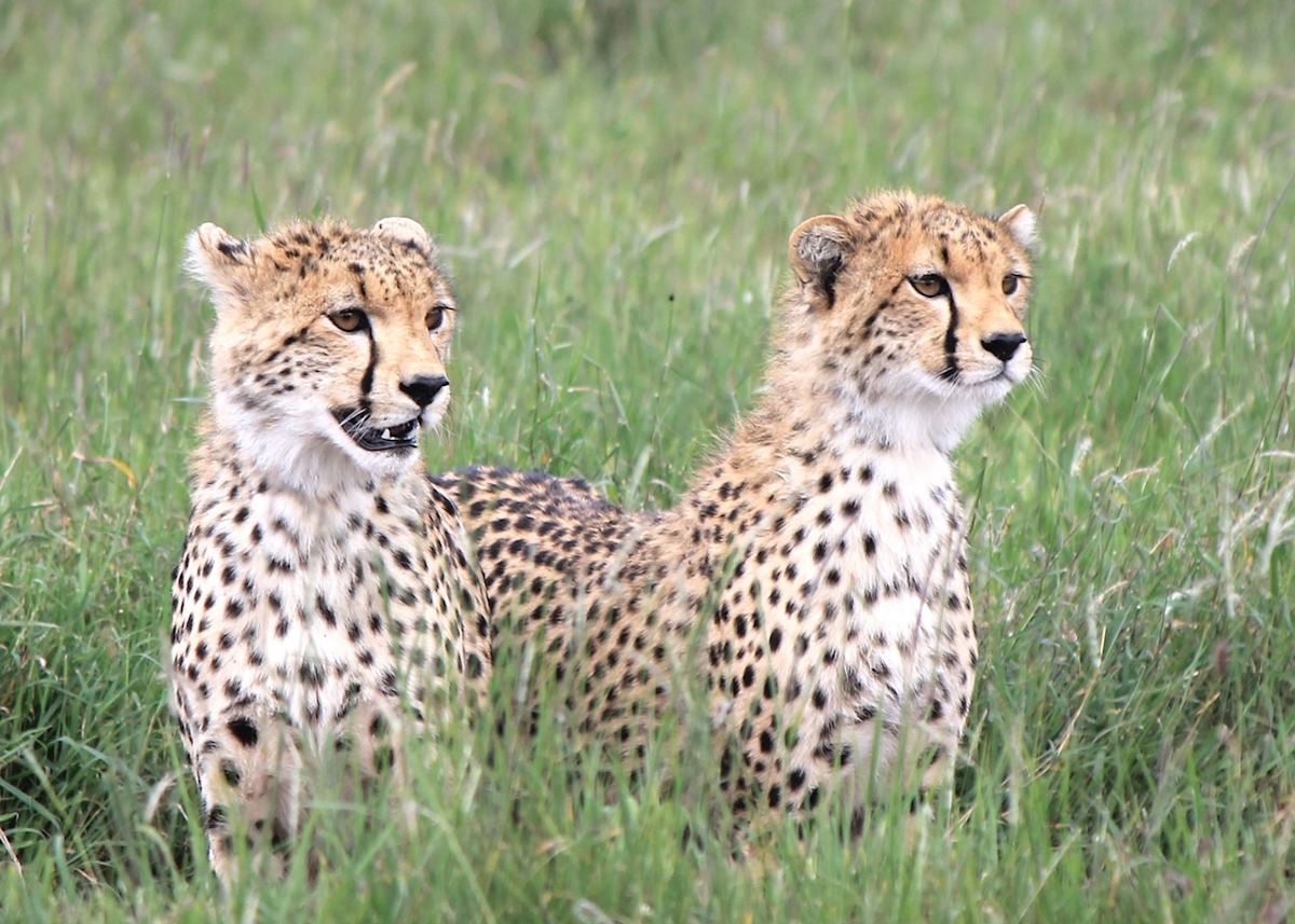Cheetah cubs in Lewa Wilderness Conservancy Cheetah cubs in Lewa Wilderness Conservancy