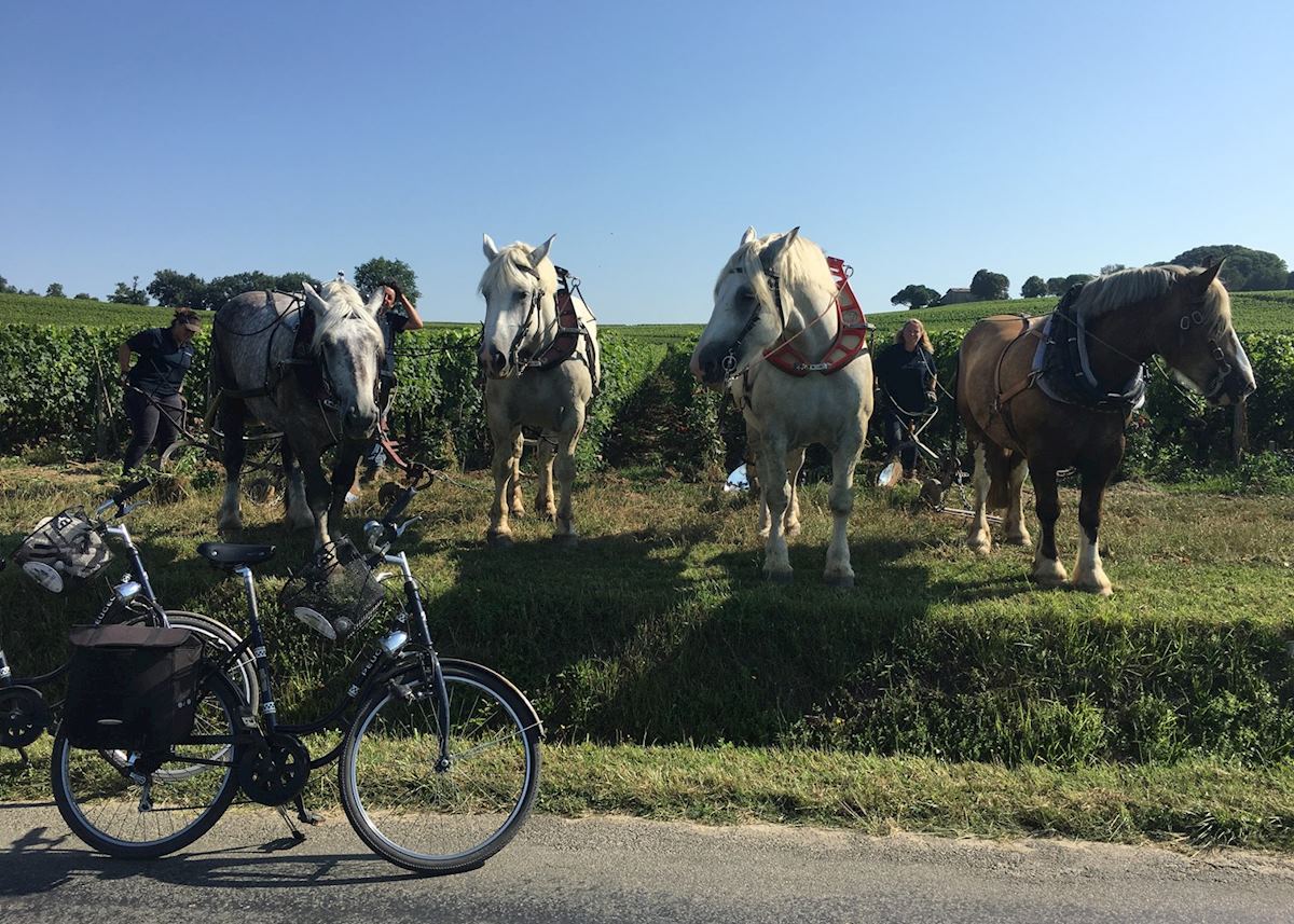 Plow horses, Saint-Émilion Plow horses, Saint-Émilion