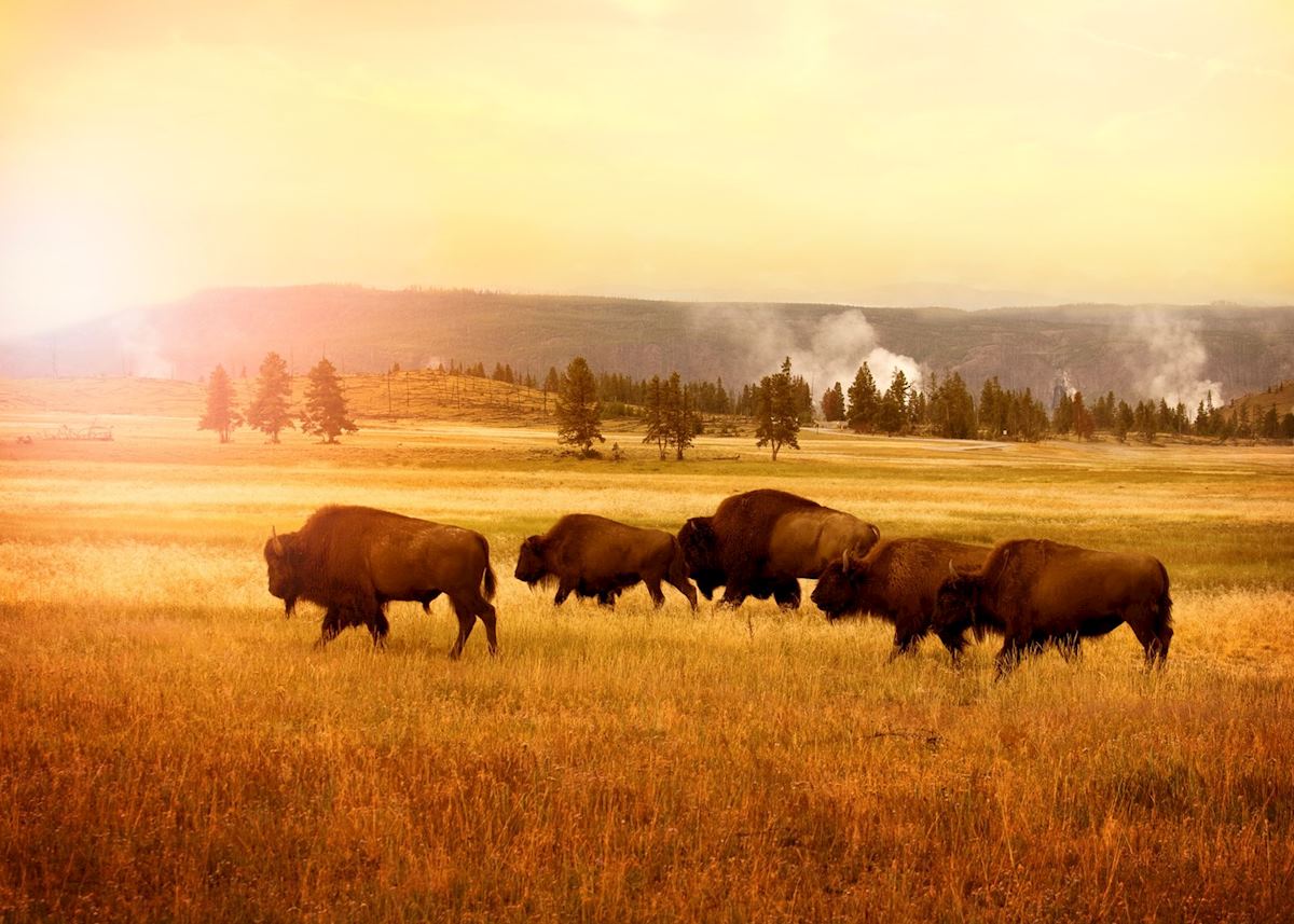Herd of bisons in Yellowstone Herd of bisons in Yellowstone