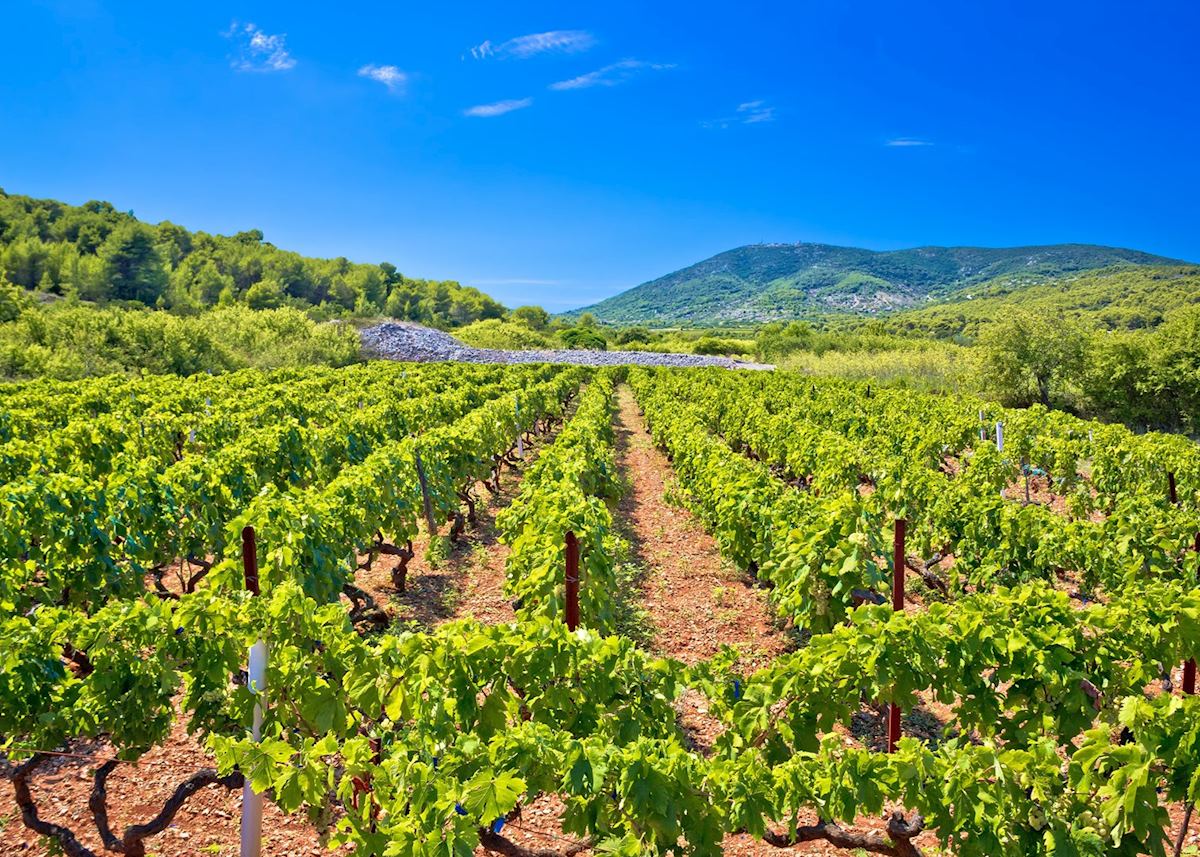 Vineyards of Vis, Croatia Vineyards of Vis, Croatia