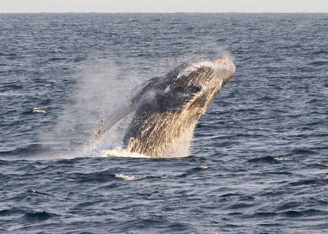 Whale watching in Mexico's Magdalena Bay | Audley Travel UK