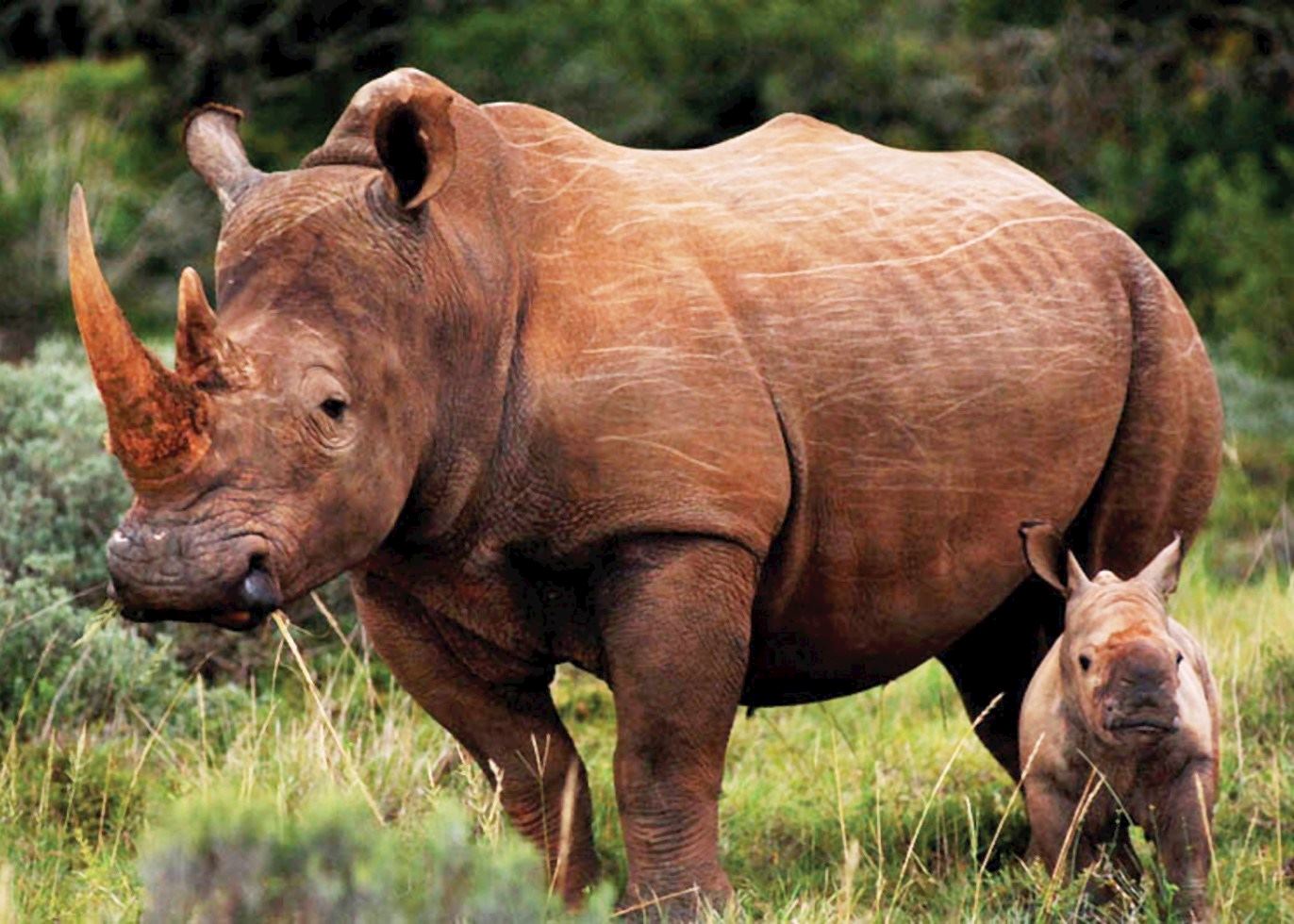 White rhino and calf, Amakhala Game Reserve White rhino and calf, Amakhala Game Reserve