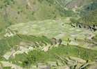 Rice and vegetable terraces near Bontoc, Mountain Province, Luzon