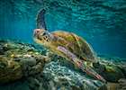 Green Turtle, Great Barrier Reef