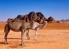 Camels at Wadi Rum