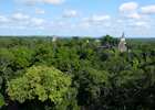 Canopy view of Tikal