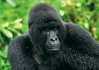 Mountain gorilla in the rain, Bwindi National Park