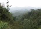 Nyungwe Forest National Park, Rwanda