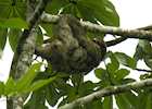 Three toed sloth near Arenal, Costa Rica