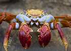 A Galapagos Sally Light Foot Crab