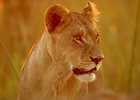 Lion in the Duba Concession
