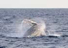 Humpback whale breaching, Baja California