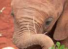 Young elephant at the Daphne Sheldrick Elephant Orphanage
