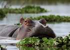 Hippo in Lake Naivasha