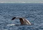 Young blue whale breaching not far from Sri Lanka's southern beaches