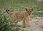 Lion cub, The Sabi Sand Wildtuin, South Africa