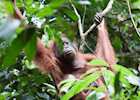 Orangutan in Tabin Wildlife Reserve, Malaysian Borneo