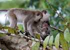Long tailed macaque on the Kinabatangan River, Malaysian Borneo