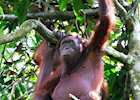 Female orangutan, Sepilok Orangutan Rehabilitation Centre, Malaysian Borneo