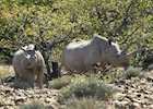 Black rhino, Damaraland