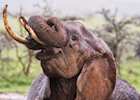 Elephant taking a mud bath in the Mara