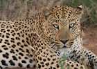 Leopard on the Okonjima Reserve