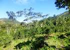 Coffee plantation at Selva Negra