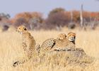 Cheetah Cubs in the Hwange National Park