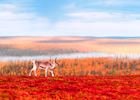 Reindeer in Saariselkä