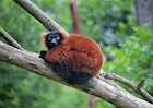Red ruffed lemur, Masoala