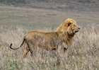 Male lion on the hunt in Ngorongoro Crater