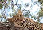 A young leopard relaxes in the shade