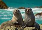 New Zealand fur seals, Kaikoura
