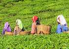 Darjeeling tea plantations