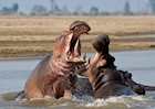 Territorial Hippos, South Luangwa National Park
