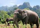 Elephant Experience at Khao Sok National Park