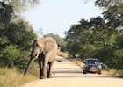 Self-driving in the Kruger National Park