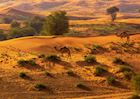 Desert landscape, Ras al Khaimah