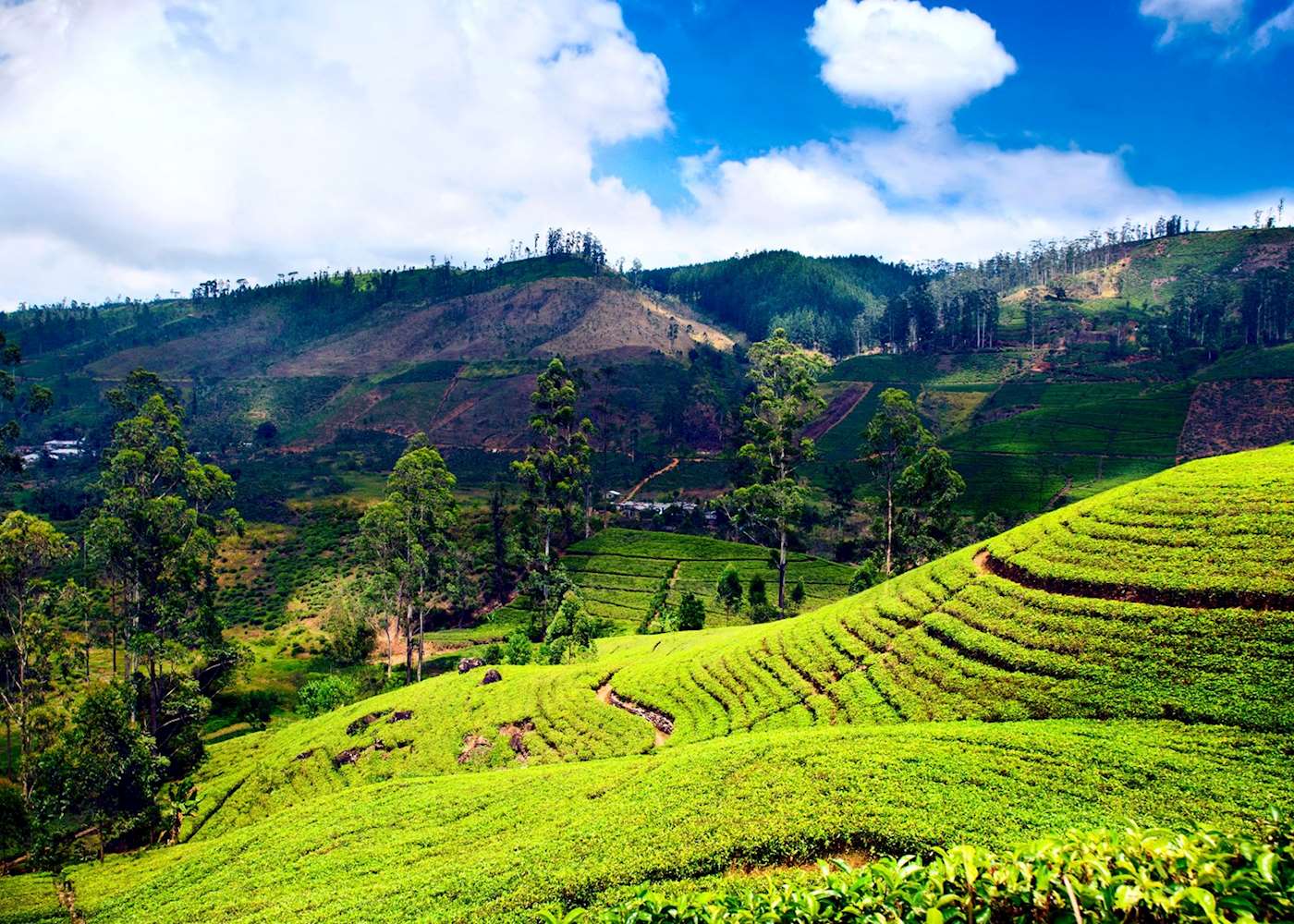 an unforgettable trip to nuwara eliya essay