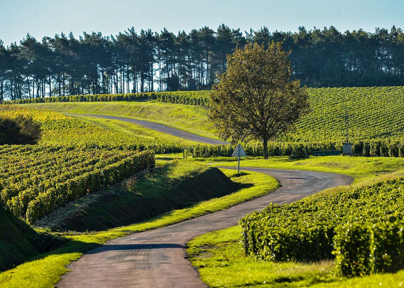 champagne vineyards tour