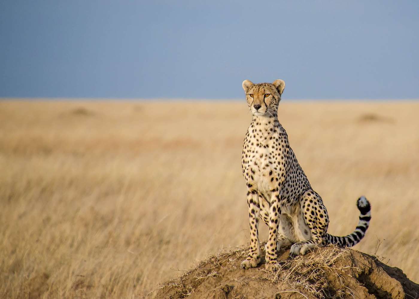 Tanzania Vacations And Safaris 2024 2025 Audley Travel US   1331645 Cheetah Scanning The Serengeti Plains 