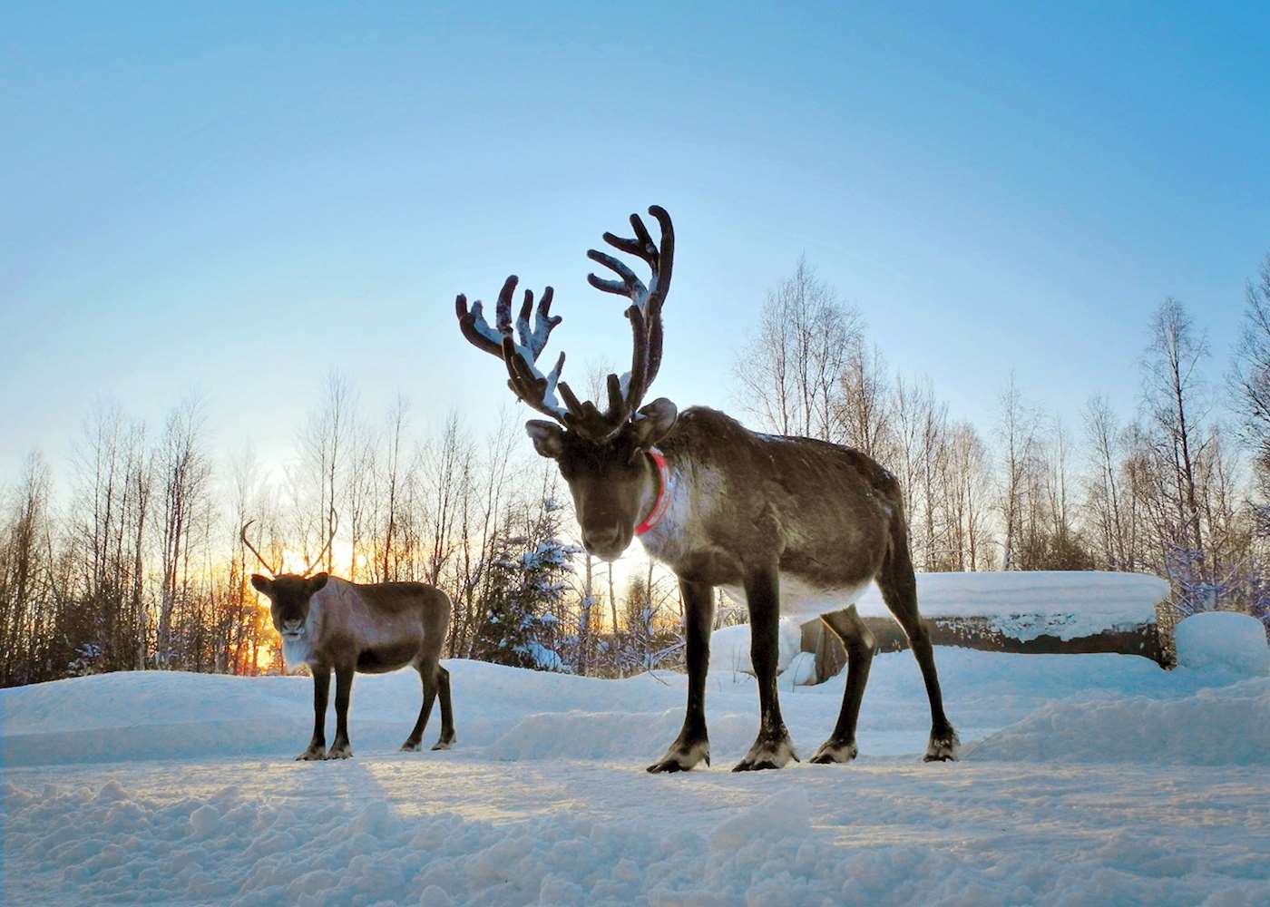 Sami culture and reindeer experience, Swedish Lapland | Audley Travel CA