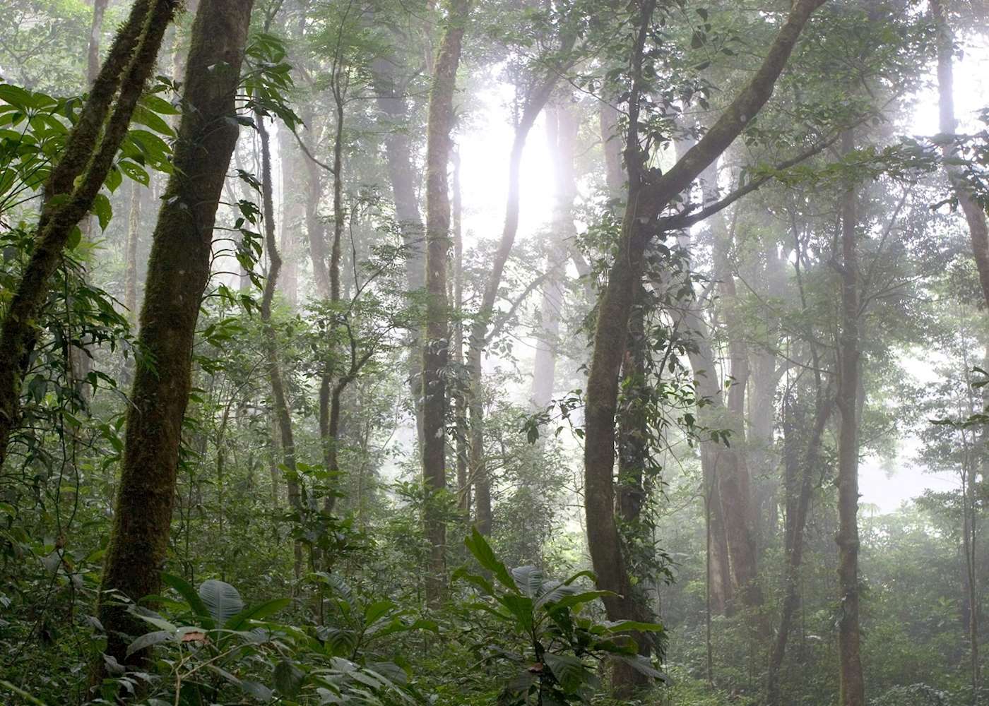 Visit San Gerardo De Dota In Costa Rica 