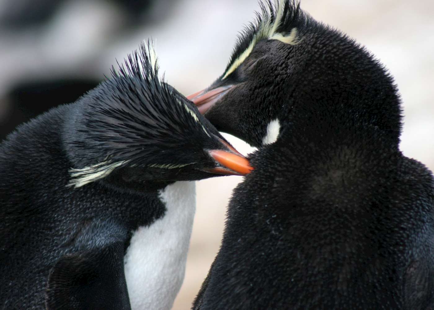Visit Saunders Island, The Falkland Islands Audley Travel UK