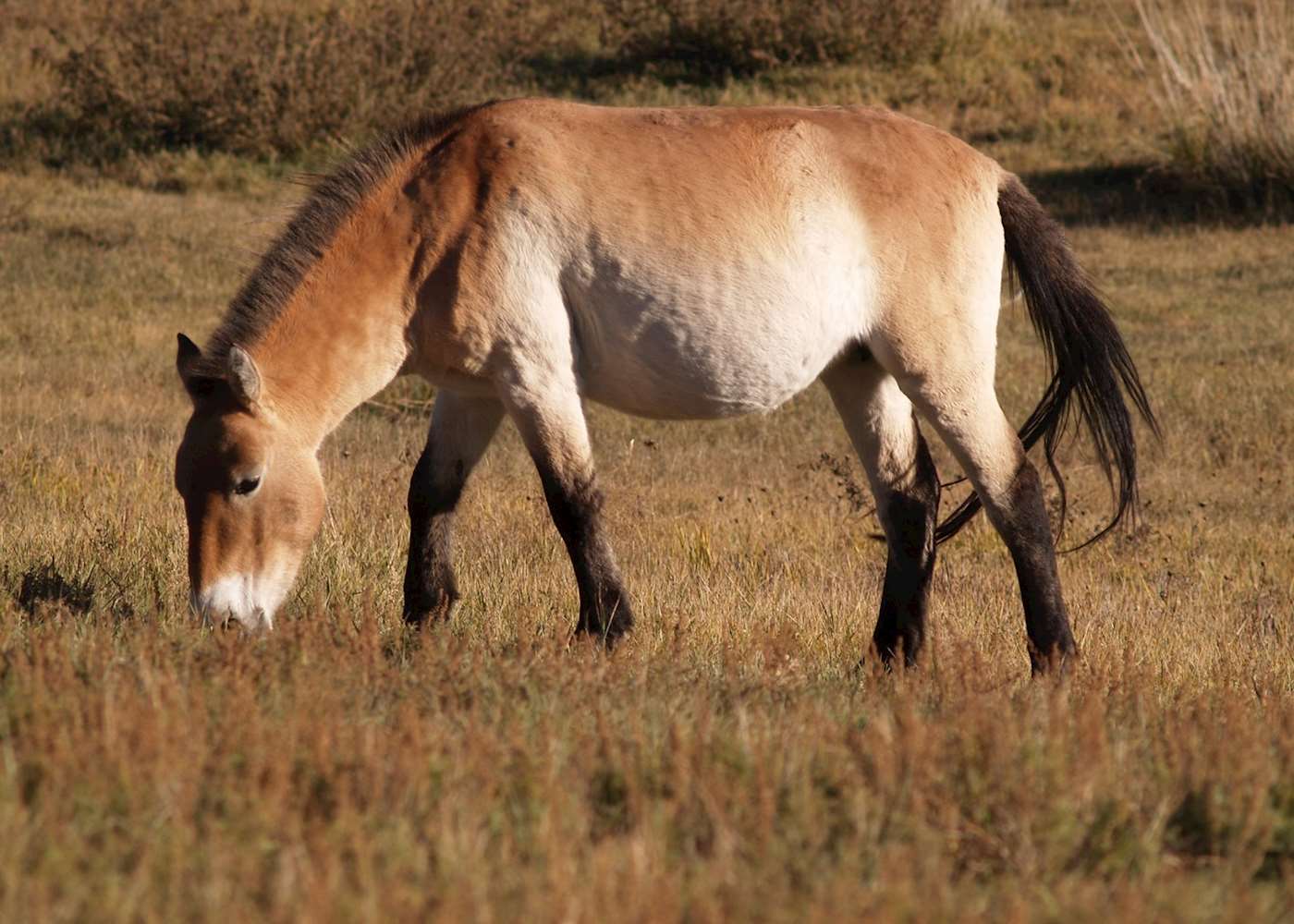 Mongolia Holidays 2024 & 2025 TailorMade from Audley Travel UK