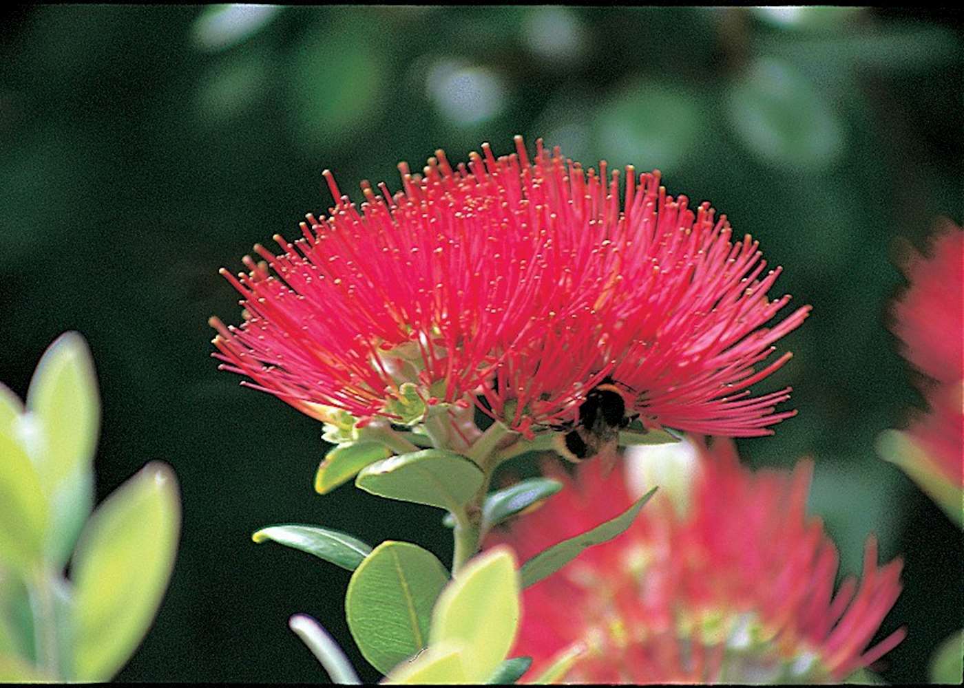 Visit Coromandel Peninsula, New Zealand Audley Travel UK