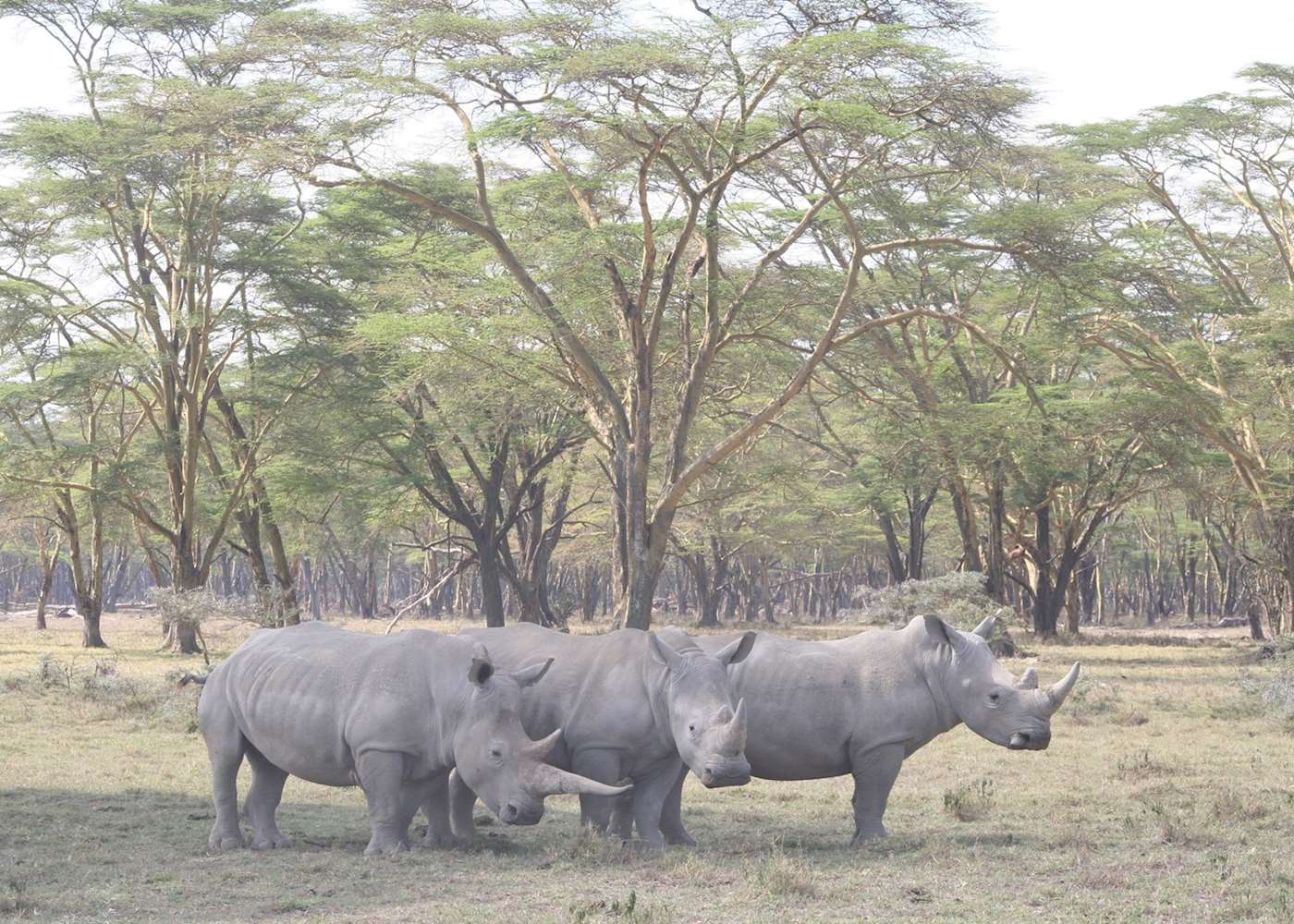 Visit Lake Nakuru, Kenya | Tailor-Made Trips | Audley Travel UK