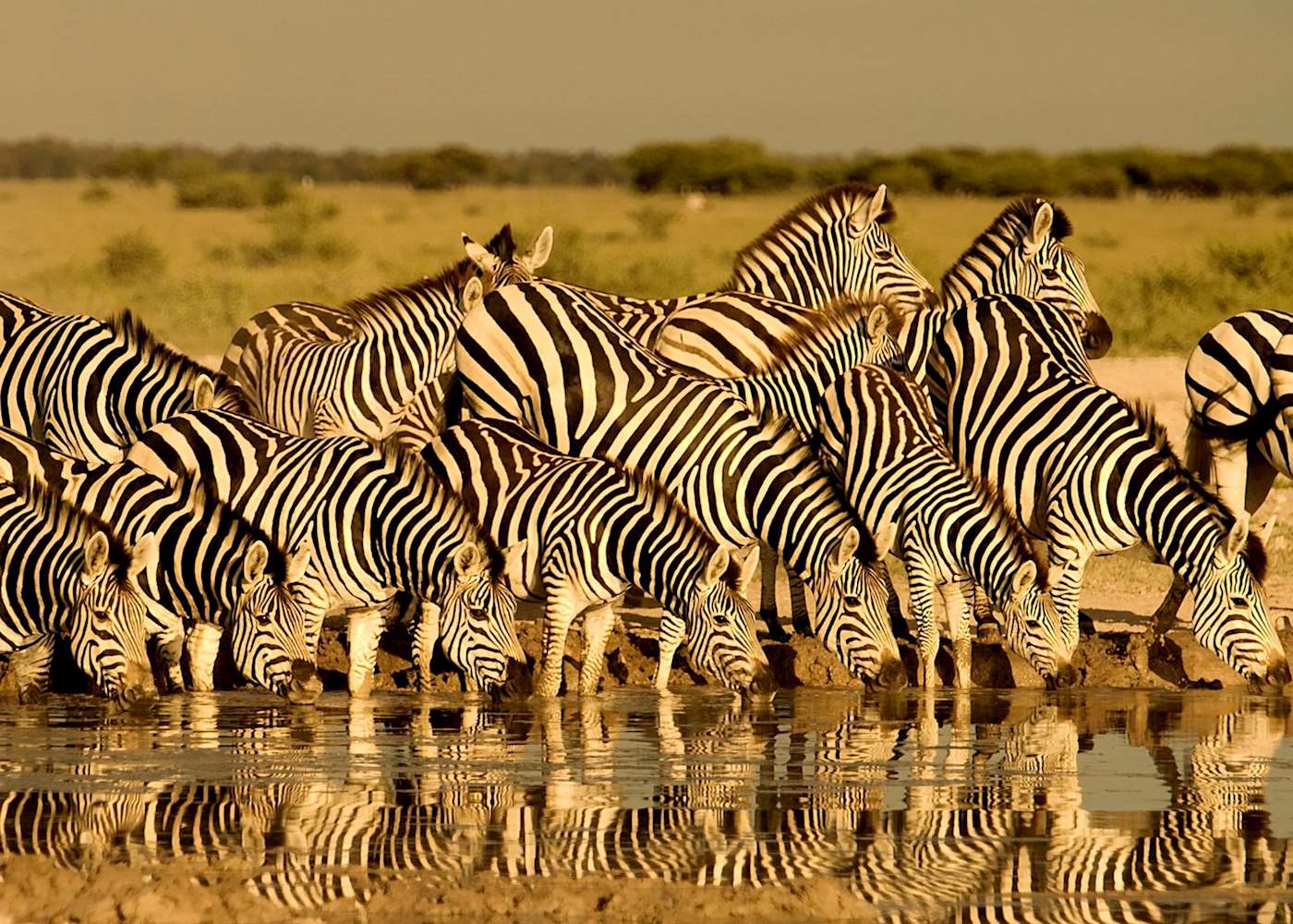 Visit Hwange National Park In Zimbabwe | Audley Travel UK